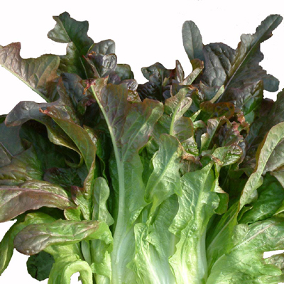 organic grown - organic red oak leave lettuce