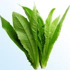 有机油麦菜（和乐康专供）