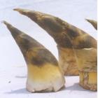 野生马蹄笋