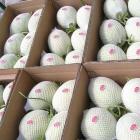 南汇玉菇（青皮绿肉瓜）（整箱）