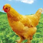 有机散养柴母鸡（大只净重约1公斤）【冷冻】