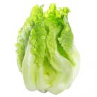 有机栽培-有机绿叶生菜