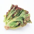 有机栽培-有机红叶生菜