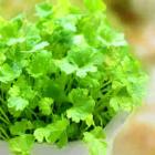 Organic Coriander(Helekang Exclusive Supply)