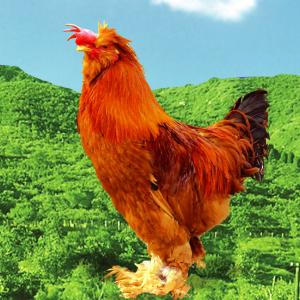 Organic Free Range Rooster (M Size)【Frozen】