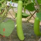 【独家】有机夜开花（长瓜，和乐康宁国高山基地直供）