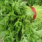 【独家】有机茼蒿（和乐康宁国高山基地直供）