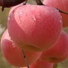 Organic Red Fuji Apples(4Pcs)