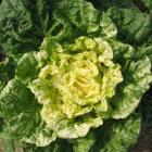 有机乌心菜（黄心菜，和乐康专供）