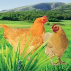 【独家】和乐康林地散养跑山老母鸡（冷冻，12月龄以上，宁国基地限量直供）