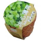 园艺小花农-冰心薄荷