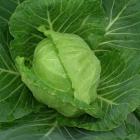 精品生态牛心菜