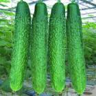 ECO Bur Cucumber