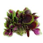 精品生态红米苋