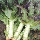 有机红叶莴笋（和乐康专供）