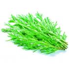 和乐康有机迷迭香