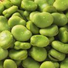 精品生态蚕豆瓣