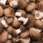 ECO Shiitake Mushroom