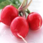 精品生态樱桃萝卜