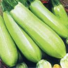 Organic Zucchinis（Green）