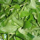 精品生态鲜野生马兰头