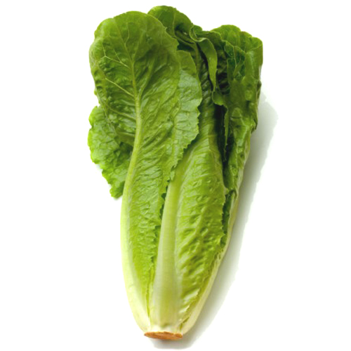 helekang organic romaine lettuce