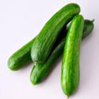 ECO Dutch Cucumber