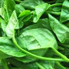 精品生态紫角叶