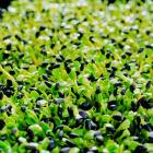 精品生态黑豆芽