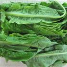 【独家】有机本地油麦菜（和乐康宁国高山基地直供）