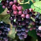 马陆巨峰葡萄（2公斤）