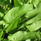 精选酸模（又名野菠菜，和乐康专供）