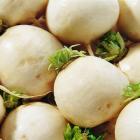 【独家】有机本地白萝卜（和乐康宁国高山基地直供）