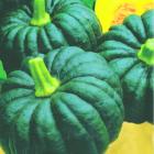 Quality Green Pumpkin