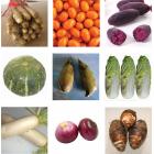 Eco Vegetables Winter Seanonal Value Package