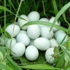 【Exclusive】Mountain Cage-free Range Organic Green Shell Eggs (10pcs, farm direct supply)