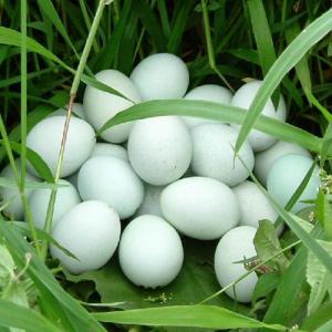 【Exclusive】Mountain Cage-free Range Organic Green Shell Eggs (10pcs, farm direct supply)