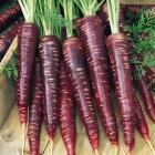 Organic Mini Purple Carrot (Farm Direct)