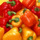 Organic Red & Yellow Bell Pepper (Helekang Limited Supply)