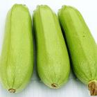 Organic Zucchini (Farm Direct)