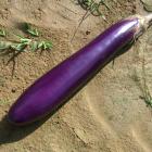 精品生态台湾长茄(线茄)