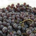 Organic Mini Grape (500g)