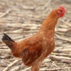 【独家】跑山放养有机散养仔鸡（童子鸡，6月龄以上，冷冻，基地直供）