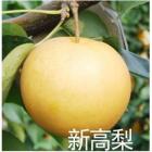 【独家】有机韩国新高梨（4只装，和乐康威海基地直供,每只500g以上，非转基因）