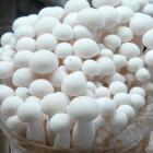 Quality ECO Fresh Branched Oyster Mushroom