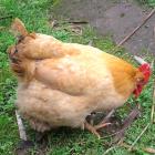 【独家】跑山放养有机散养老母鸡（12月龄以上，冷冻，基地直供）