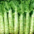 有机莴笋（和乐康专供）