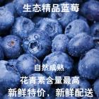 Organic Conversion Premium Fresh Blueberry (12boxes/whole case)