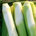 精品生态茭白