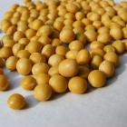 Organic Soybean (New Batch)